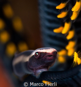 Cling it Baby
3421x3180 by Marco Fierli 